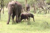 Elefanten in der Serengeti