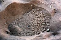 Elefantenspur