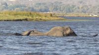 Elefantistische Bootsfahrt auf dem Chobe 