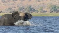 Elefantistische Bootsfahrt auf dem Chobe 