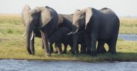 Elefantistische Bootsfahrt auf dem Chobe 
