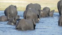 Elefantistische Bootsfahrt auf dem Chobe 