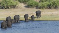 Elefantistische Bootsfahrt auf dem Chobe 