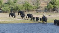 Elefantistische Bootsfahrt auf dem Chobe 