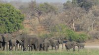 Elefantistische Bootsfahrt auf dem Chobe 