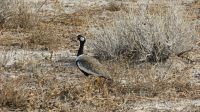 Etosha Gabelracke