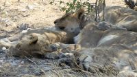 Etosha NP - Löwenalarm oder Yoga
