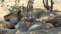 Etosha NP - Löwenalarm oder Yoga