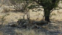 Etosha NP - Löwenalarm