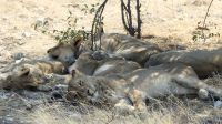 Etosha NP - Löwenalarm