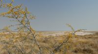 Etosha NP - Pfanne und Giraffenbonbon-Baum