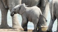 Etosha NP - Pirschfahrt - Babyfant