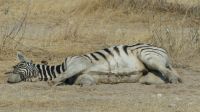 Etosha NP - Pirschfahrt - Babyzebra beim Mittagsschlaf