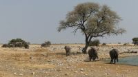 Etosha NP - Pirschfahrt - Elefantenalarm in Okaukuejo