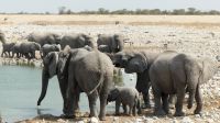 Etosha NP - Pirschfahrt - Elefantenherde in Okaukuejo