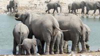 Etosha NP - Pirschfahrt - Elefantenherde in Okaukuejo