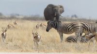 Etosha NP - Pirschfahrt - Filmkulisse