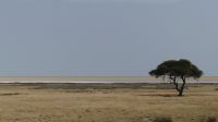 Etosha NP - Pirschfahrt - Fotomotiv mit Schirmakazie