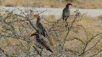 Etosha NP - Pirschfahrt - Gelbschnabeltokos
