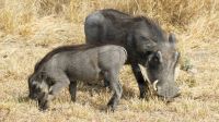 Etosha NP - Pirschfahrt - Pumbas