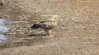 Etosha NP - Pirschfahrt - Raubadler