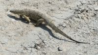 Etosha NP - Pirschfahrt - Wüstenwaran
