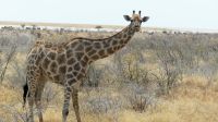 Etosha NP - Pirschfahrt - Was guckst Du?