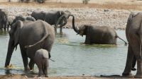Etosha NP - Pirschfahrt - Wasserspiele in Okaukuejo