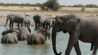 Etosha NP - Pirschfahrt - Wasserspiele in Okaukuejo