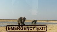 Etosha NP - Pirschfahrt - ohne Worte