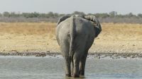 Etosha NP - Pirschfahrt