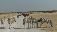 Etosha NP - Pirschfahrt