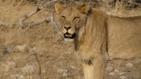 Etosha NP - Pirschfahrt