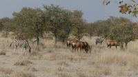 Etosha NP - Pirschfahrt