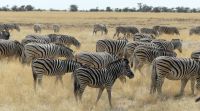 Etosha NP - Pirschfahrt
