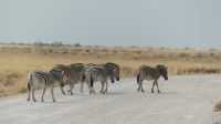 Etosha NP - Pirschfahrt