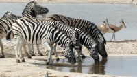 Etosha NP - Pirschfahrt