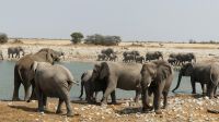 Etosha NP - Pirschfahrt