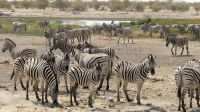 Etosha NP - Pirschfahrt