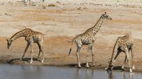 Etosha NP - Pirschfahrt