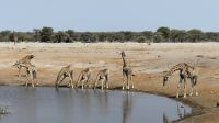 Etosha NP - Pirschfahrt
