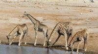 Etosha NP - Pirschfahrt