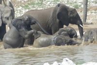 Etosha NP