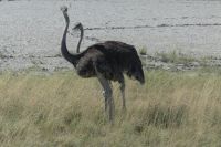 Etosha NP