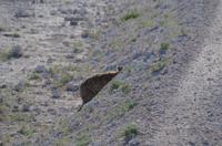 Etosha Nationalpark - Hyänenversteck