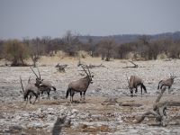 Etosha Nationalpark: Oryx Antilopen