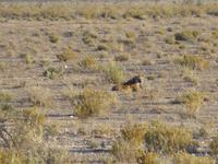Etosha Nationalpark