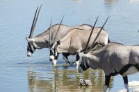 Etosha, Oryx 