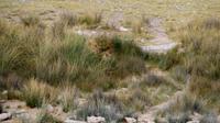 Etosha-Nationalpark - Löwenpaar gut getarnt
