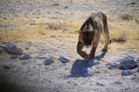 Etosha-Nationalpark - Löwin bereit zum Angriff